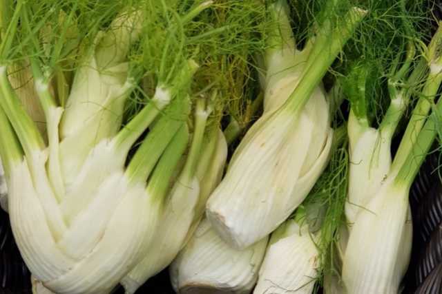 Policlinico di Bari, scoperta una nuova allergia: quella a finocchio, sedano e carota